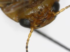 Hydroporus palustris