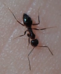 Nylanderia bourbonica