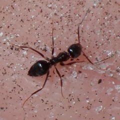 Nylanderia bourbonica
