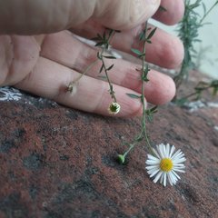 Erigeron karvinskianus