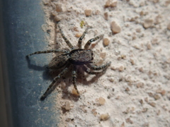 Menemerus taeniatus
