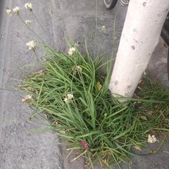 Nothoscordum bivalve