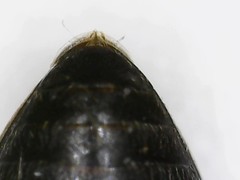 Hydroporus palustris