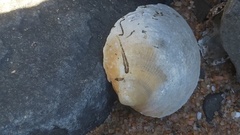 Tugali