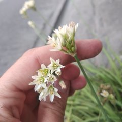 Nothoscordum bivalve