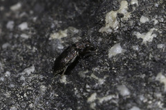 Hydraenidae
