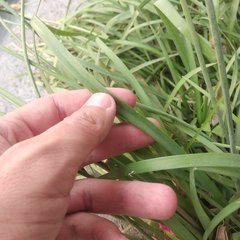 Nothoscordum bivalve