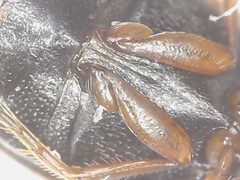 Hydroporus palustris