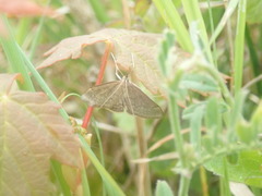 Anania fuscalis