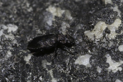 Hydraenidae