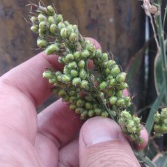 Sorghum bicolor