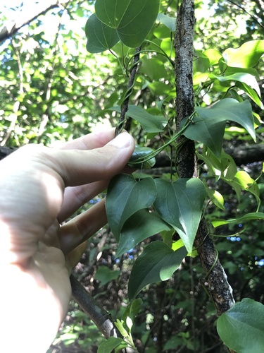 Dioscorea cotinifolia (Dioscorea cotinifolia)