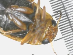 Hydroporus palustris