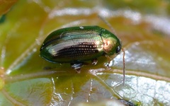 Crepidodera aurea