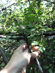 Dioscorea cotinifolia