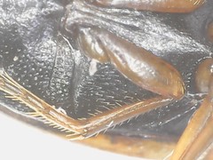 Hydroporus palustris