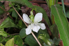 Viola striata