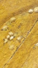 Austrolittorina