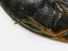 Hydroporus palustris