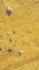 Austrolittorina