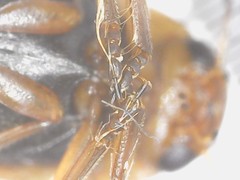 Hydroporus palustris