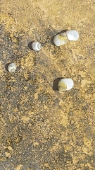 Austrolittorina