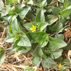 Calyptocarpus vialis