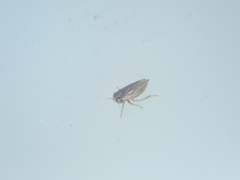 Agalliina