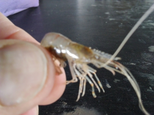 Palaemon vulgaris