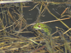 Pelophylax lessonae