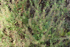 Lepidium austrinum
