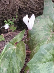 Cyclamen rhodium rhodium