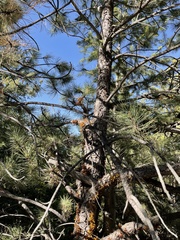 Arceuthobium vaginatum cryptopodum