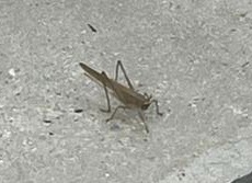 Insecta