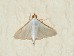 Diaphania costata