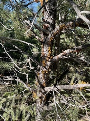 Arceuthobium vaginatum cryptopodum