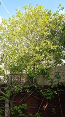 Salix