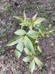 Sambucus racemosa
