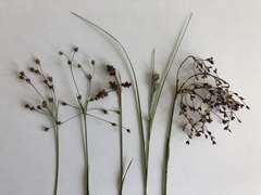 Luzula forsteri