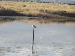 Chroicocephalus serranus