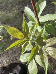 Sambucus racemosa