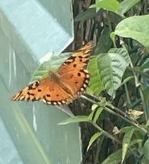 Dione vanillae insularis