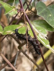 Dione vanillae insularis