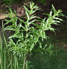 Cephalanthus salicifolius