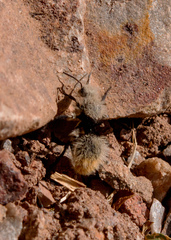 Dasymutilla magna