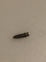 Lepidoptera