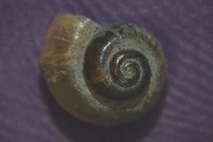 Valvata piscinalis