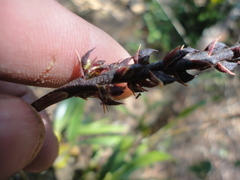 Bulbophyllum sordidum
