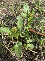 Barbarea vulgaris