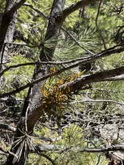 Arceuthobium vaginatum cryptopodum